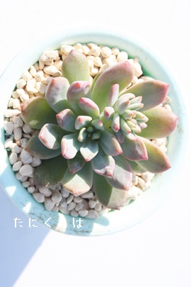 ԔTA͂Ȃ̂AGPxA-Echeveria amoena