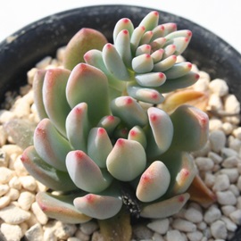 ԔTA͂Ȃ̂AGPxA-Echeveria amoena