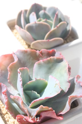 u[WFCAGPxA-Echeveria cv 'Blue Jay'