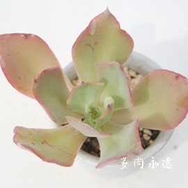 vvi[^AGPxA-Echeveria cv 'Plipnata'