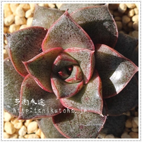 gaAׂɂ܂ƁAGPxA-Echeveria purpusorum cv 'BENIYAMATO'