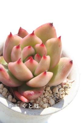 tNClgAGPxA-Echeveria cv 'FRANK REINELT'