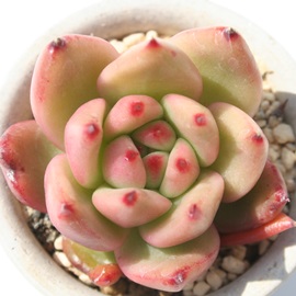 tNClgAGPxA-Echeveria cv 'FRANK REINELT'