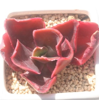 ps[Y[YAGPxA-Echeveria cv 'Pappy'z Rose'