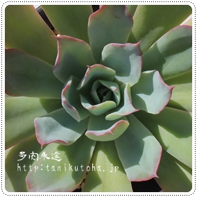 u[TZbgAGPxA-Echeveria cv 'Blue Sunset'