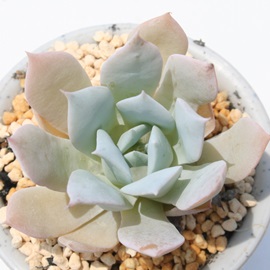 u[NEhAGPxA-Echeveria cv 'Blue Cloud'