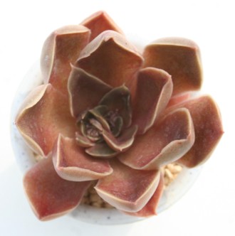 ubN[YAGPxA-Echeveria cv 'Blck Rose'