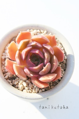 uE[YAGPxA-Echeveria cv 'Brown Rose'