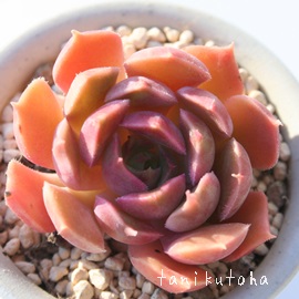 uE[YAGPxA-Echeveria cv 'Brown Rose'