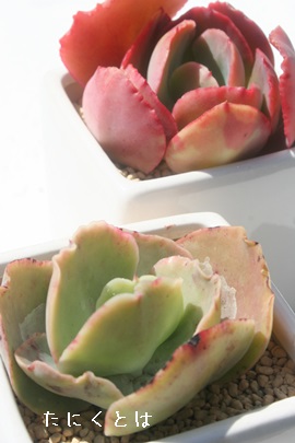 ufB[AGPxA-Echeveria cv 'Blondy'