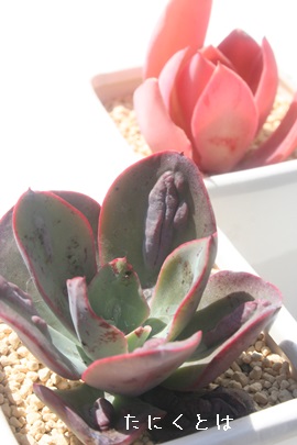 o{[hAGPxA-Echeveria cv 'Baron bold'