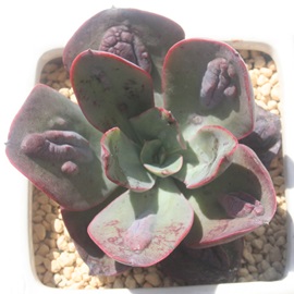 o{[hAGPxA-Echeveria cv 'Baron bold'