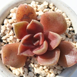 r[hRbLlAAGPxA-Echeveria cv coccinea