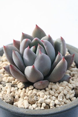 ؔlA͂ȂтAGPxA-Echeveria cv 'HANABIJIN'