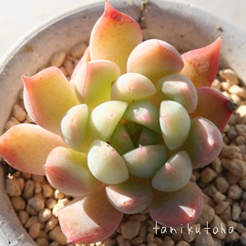 XAЂ傤AGPxA-Echeveria HYOUSETU