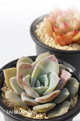 vV[xbgAGPxA-Echeveria Plum sherbet