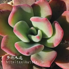 x[x[Xgx[,GPxA-Echeveria Berryberry strawberry