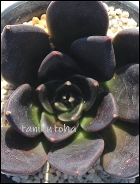 ubNtbV,ubNtbVʔ,ubNtbVgt,ubNtbVĕB₵,ubNtbVt,GPxA-Echeveria Black Flash