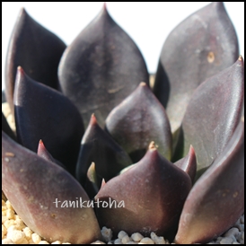 ubNtbV,GPxA-Echeveria Black Flash