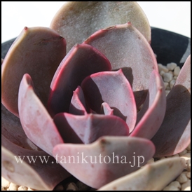 sNXJC,GPxA-Echeveria Pink sky