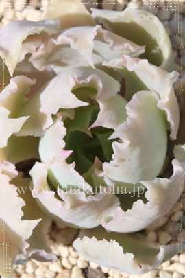 yfBOzCg,yfBOzCgʔ,yfBOzCggt,yfBOzCgĕB₵,yfBOzCgt,GPxA-Echeveria Pink sky