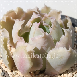 yfBOzCg,GPxA-Echeveria sp