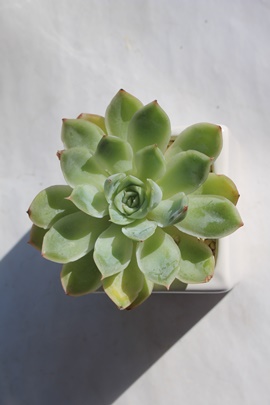 t`[Y,t`[Yʔ,t`[Ygt,t`[YĕB₵,t`[Yt,GPxA-Echeveria FRENCH ROSE