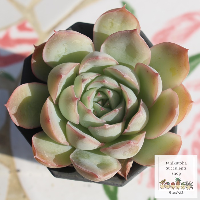 t`[Y,t`[Yʔ,t`[Ygt,t`[YĕB₵,t`[Yt,GPxA-Echeveria FRENCH ROSE