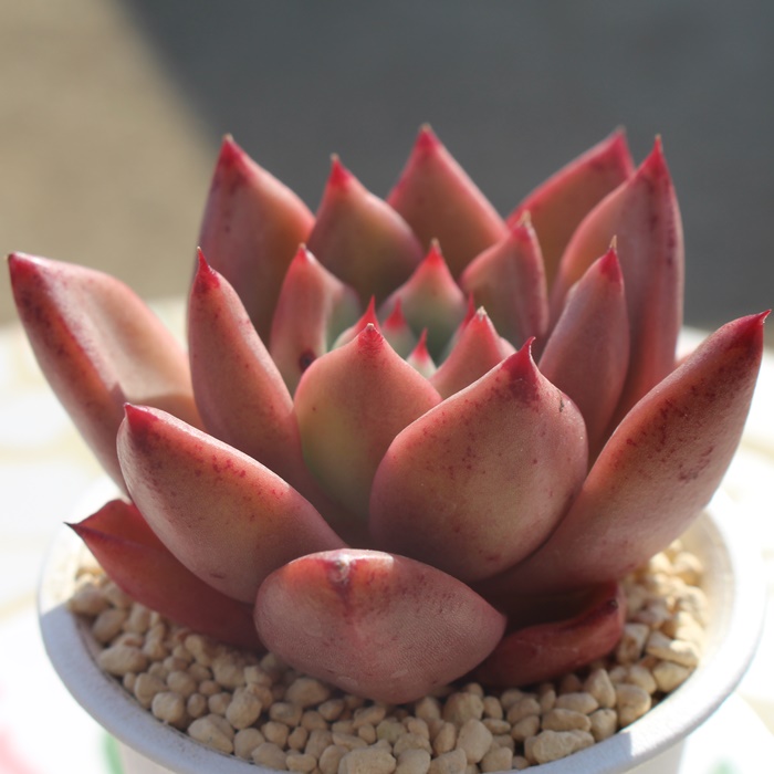 sNnj[,sNnj[ʔ,sNnj[gt,sNnj[ĕB₵,sNnj[t,GPxA-Echeveria PINK HONEY