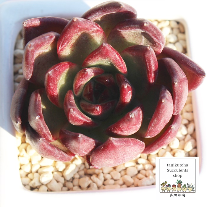 v[g,GPxA,GPxÃv[gʔ,GPxÃv[gĕ₵-Echeveria PLATE ,i@ɂƂcuctus and succulents onlineshop from japan-TANIKUTOHA