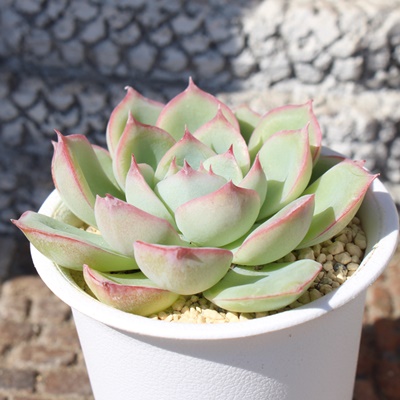 v`i,GPxA,GPxÃv`iʔ,GPxÃv`iĕ₵-Echeveria platinum,iɂƂ