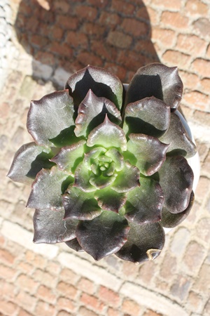 rZ,GPxA,GPxÃrZђʔ,GPxÃrZшĕ₵-Echeveria beyonce variegata,iɂƂ