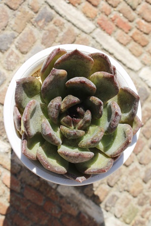 ubNX,GPxA,GPxÃubNXʔ,GPxÃubNXĕ₵-Echeveria black swan,iɂƂ