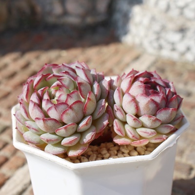 rZgJg[@,GPxA,GPxÃrZgJg[@ʔ,GPxÃrZgJg[@ĕ₵-Echeveria vincent catto,iɂƂ