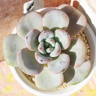 ڂ,GPxA,GPxÂڂʔ,GPxÂڂĕ₵-Echeveria botan,iɂƂ