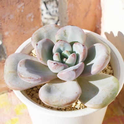 ڂ,GPxA,GPxÂڂʔ,GPxÂڂĕ₵-Echeveria botan,iɂƂ