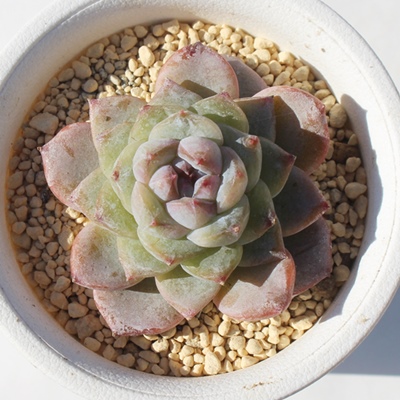 u[x[W,GPxA,GPxÃu[x[Wʔ,GPxÃu[x[Wĕ₵-Echeveria Blueberrygele,iɂƂ