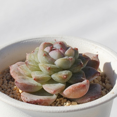 u[x[W,GPxA,GPxÃu[x[Wʔ,GPxÃu[x[Wĕ₵-Echeveria Blueberrygele,iɂƂ