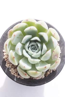 sNUS[T~`GVX,sNUS[T~`GVXʔ,sNUS[T~`GVXgt,sNUS[T~`GVXĕB₵,sNUS[T~`GVXt,GPxA-Echeveria Pink Zaragosae~chihuahuaensis