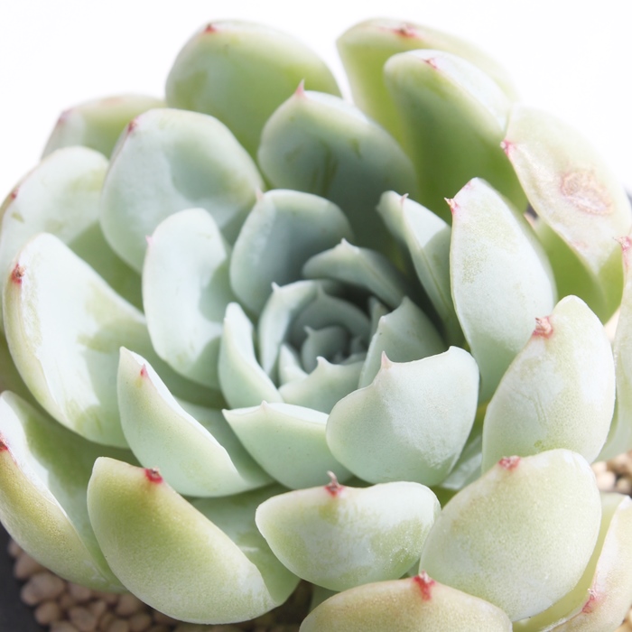 nI,GPxA-Echeveria Hawolya