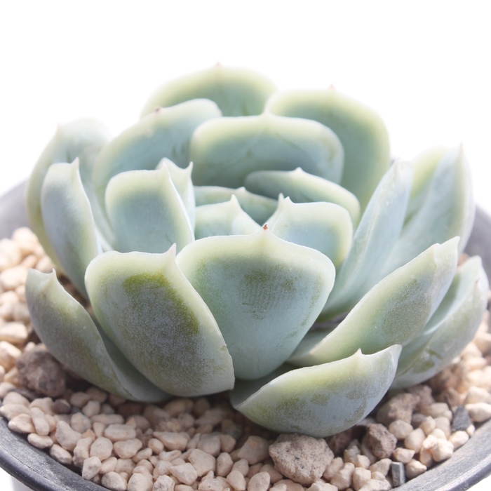 |gVi,|gViʔ,|gVigt,|gViĕB₵,|gVit,GPxA-Echeveria Potoshina