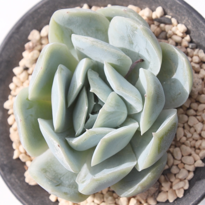 |gVi,GPxA-Echeveria Potoshina