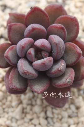 sNUS[T~`GVX,sNUS[T~`GVXʔ,sNUS[T~`GVXgt,sNUS[T~`GVXĕB₵,sNUS[T~`GVXt,GPxA-Echeveria Pink Zaragosae~chihuahuaensis