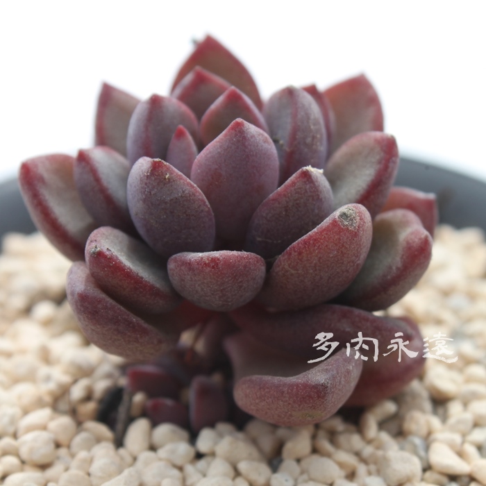 p[vh[,GPxA-Echeveria Purple dream