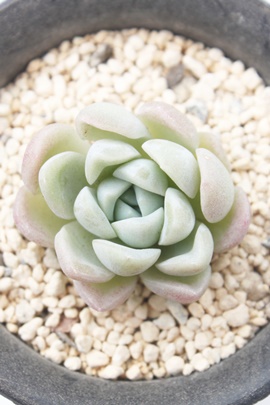 sNu,sNuʔ,sNugt,sNuĕB₵,sNut,GPxA-Echeveria Pink Love