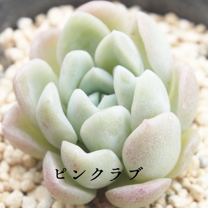 sNu,GPxA-Echeveria Pink Love