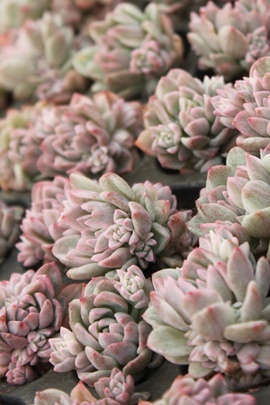 vtBJ,vtBJђʔ,vtBJэgt,vtBJшĕB₵,vtBJїt,GPxA-Echeveria prolifica f.variegata