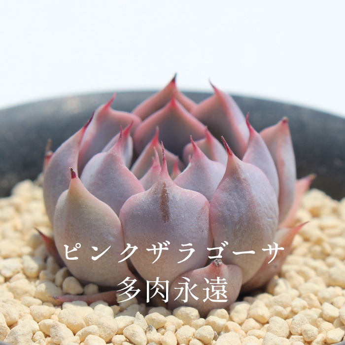 sNUS[T,GPxA-Echeveria Pink Zaragosae