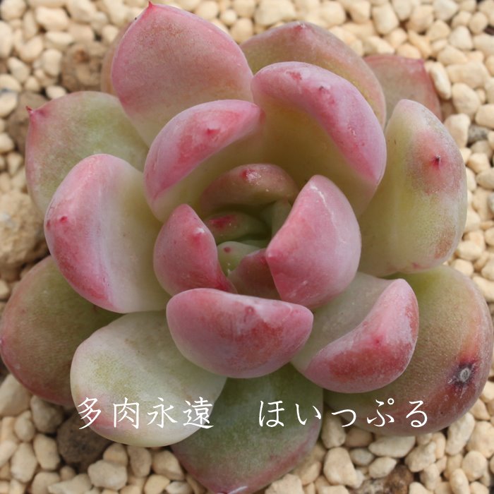 قՂ,قՂʔ,قՂgt,قՂĕB₵,قՂt,GPxA-Echeveria hoipple