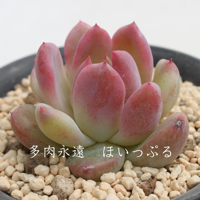 قՂ,GPxA-Echeveria hoipple